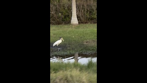 Wood Stork | 4K