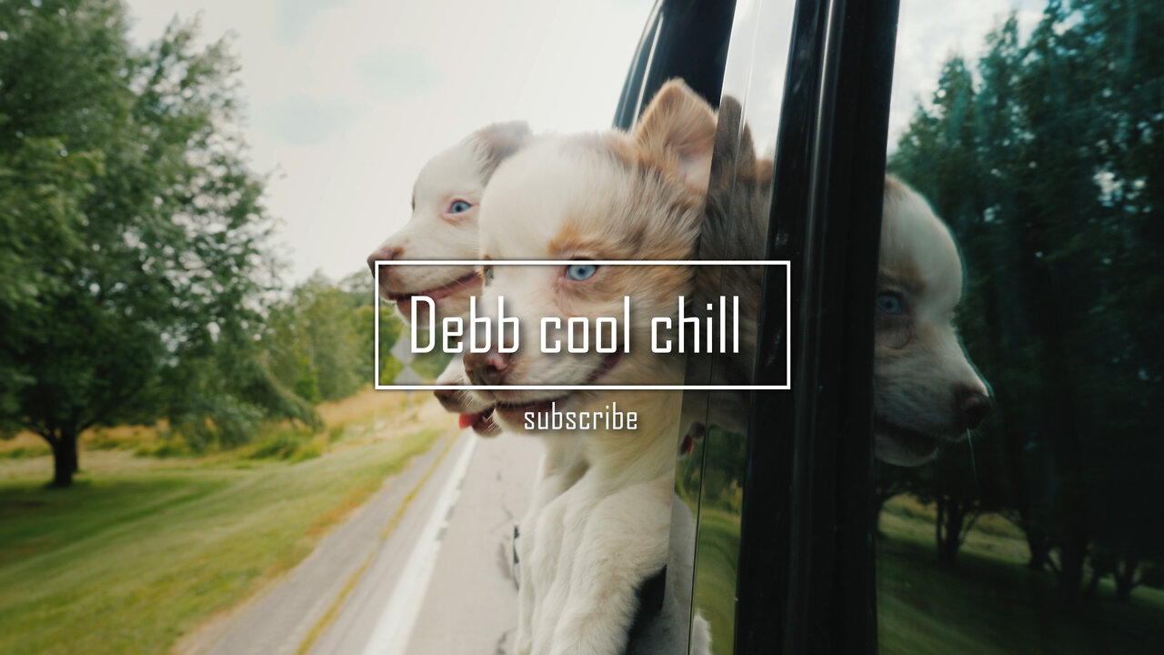 chill 69 Dog's life