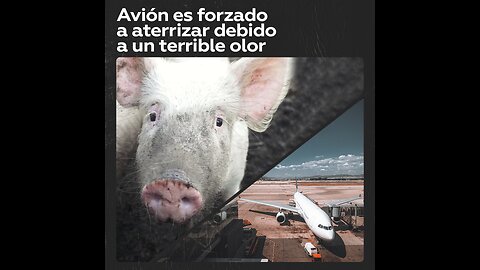 Un avión es forzado a aterrizar debido al hedor de 100 cerdos