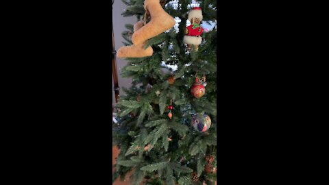 Cat in Christmas Tree - Dec 2021