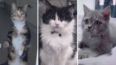 Cute Cat Video Compilation Minutes of pure adorableness!
