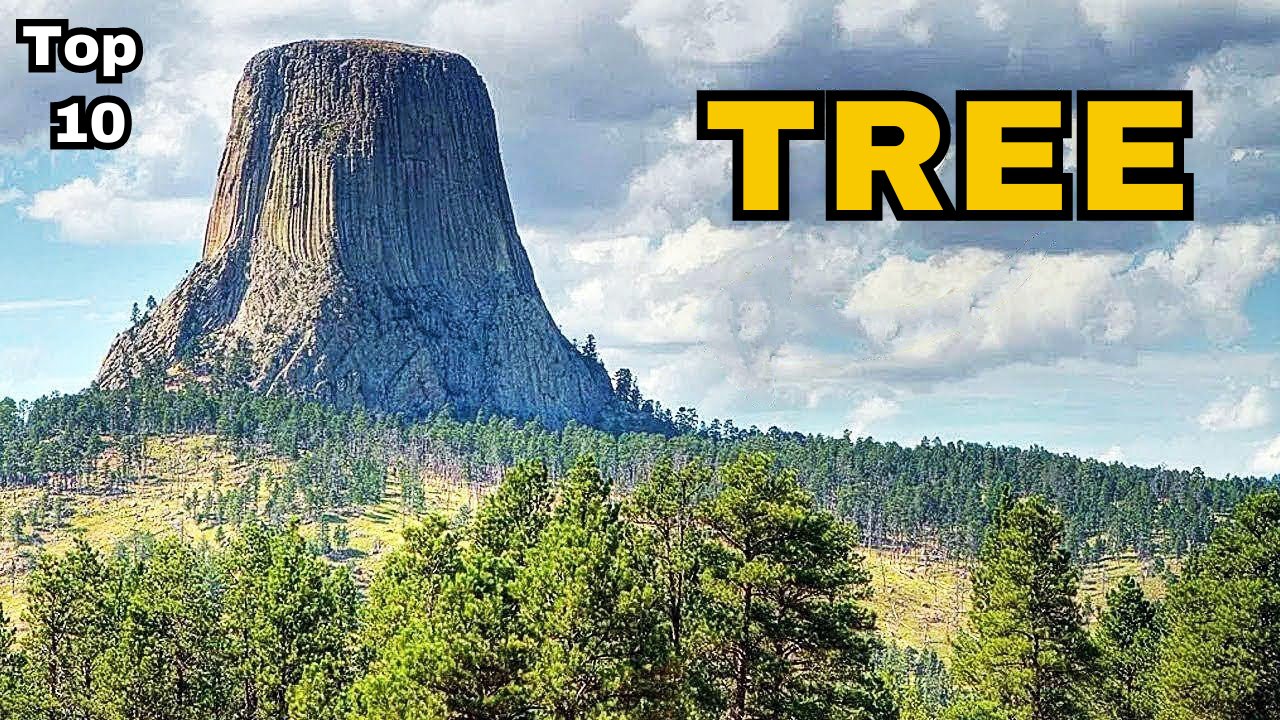 10 BIGGEST Trees in the World