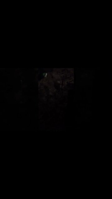 pegando rato na ratoeira pt2 #shorts