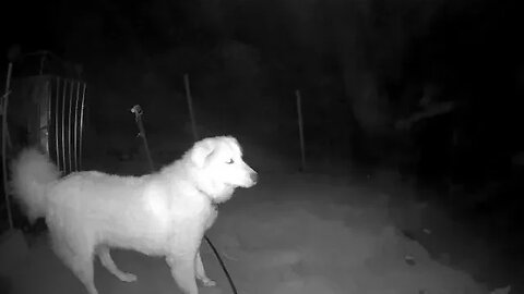 Night watch with maremma pup. Farm surveillance foot compilation.