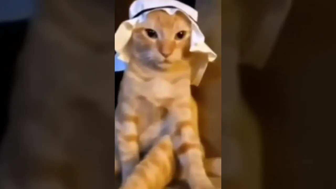 Arabic Cat So Cute #short #ytshort