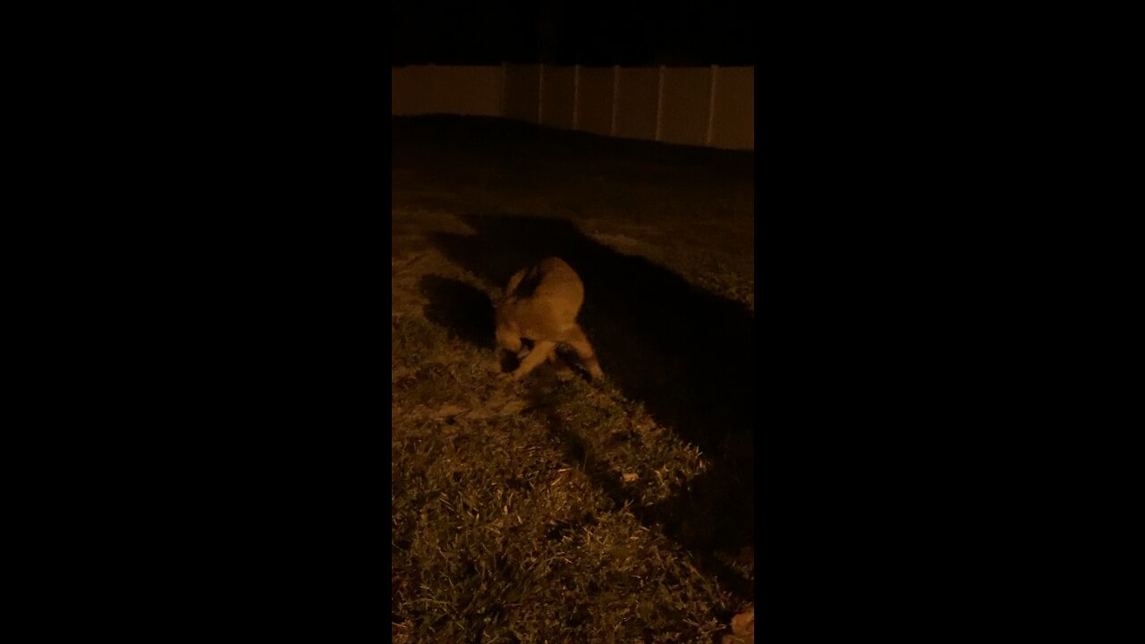 Golden doodle puppy chases tail