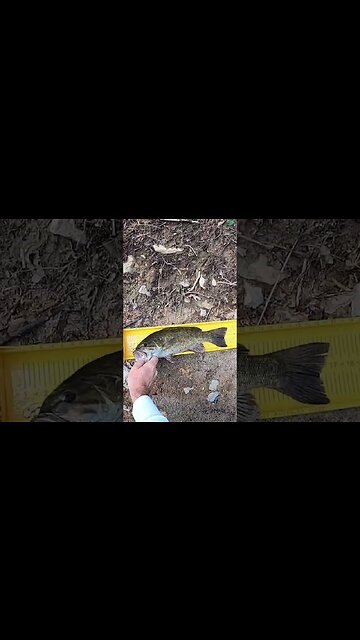 YOINK a big ol' smallmouth while Ohio creek fishing!