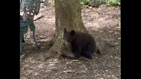 Playful Black Bear Cub Gets a Drink