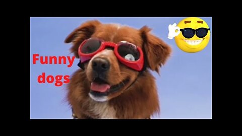 cute and funny dogs 😀🐕।funny dogs videos 🐕🐕।funny dogs