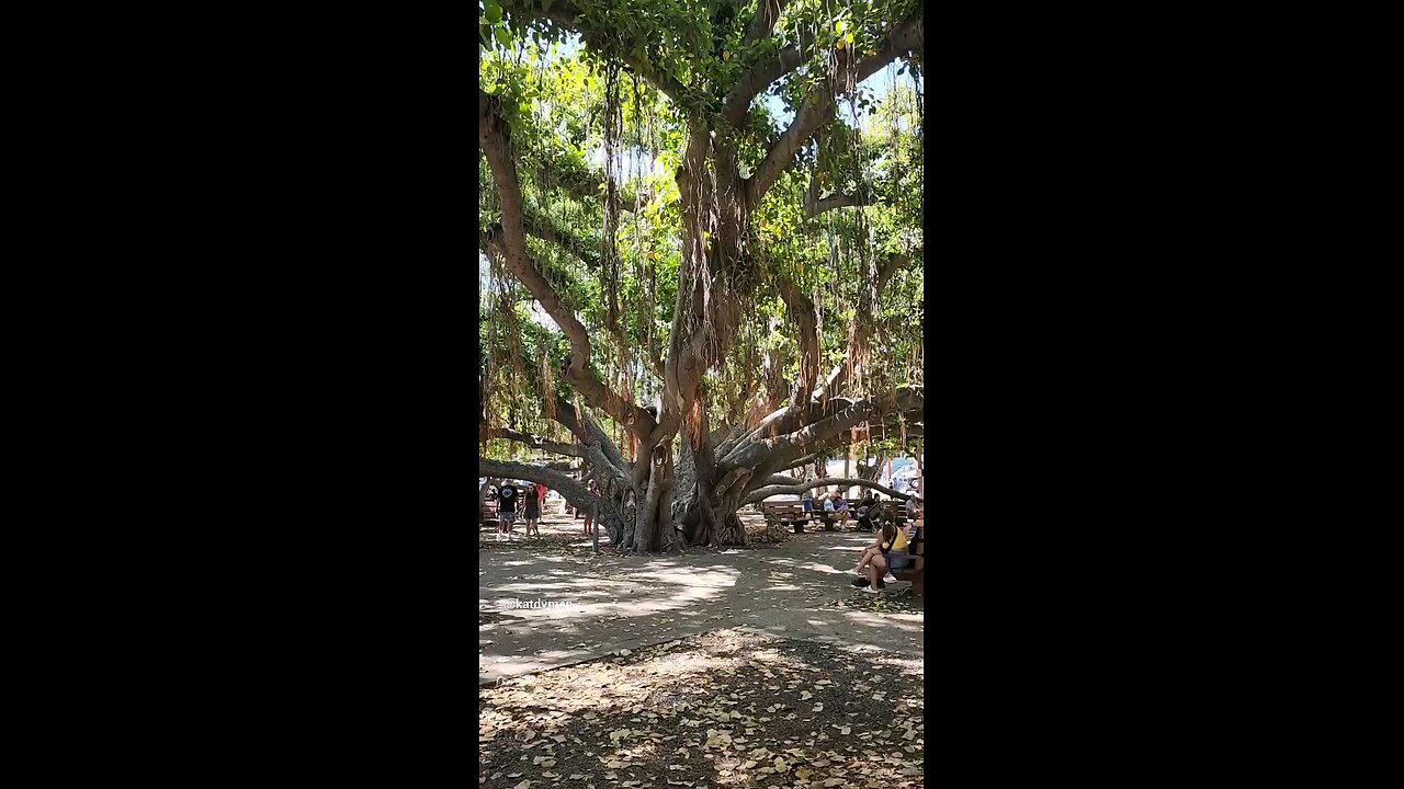 Lahaina historic banyan tree