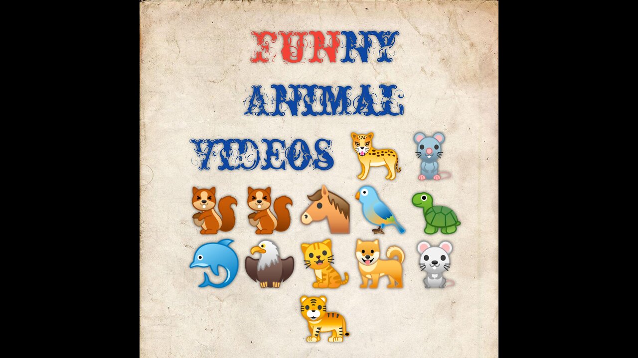 Funny Animal videos