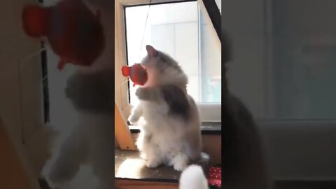 Cat Video #reels #shorts #cat #funny