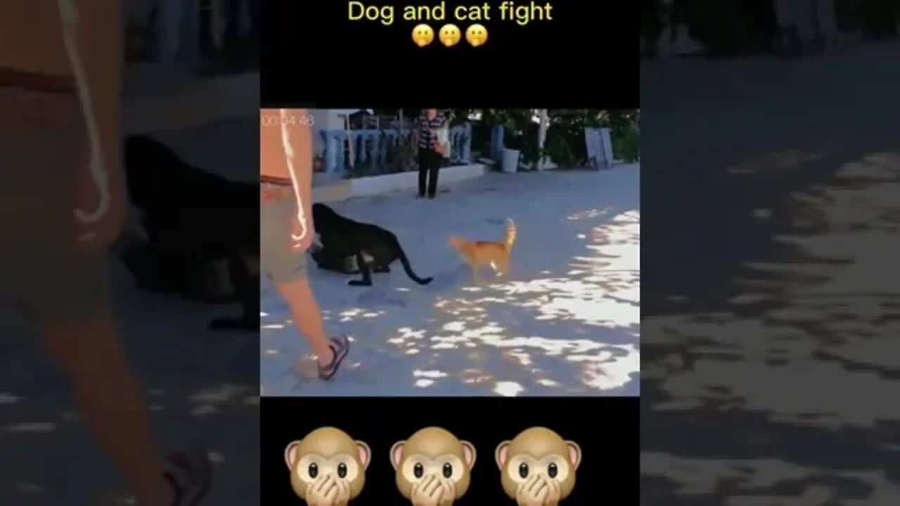Dog and cats fights