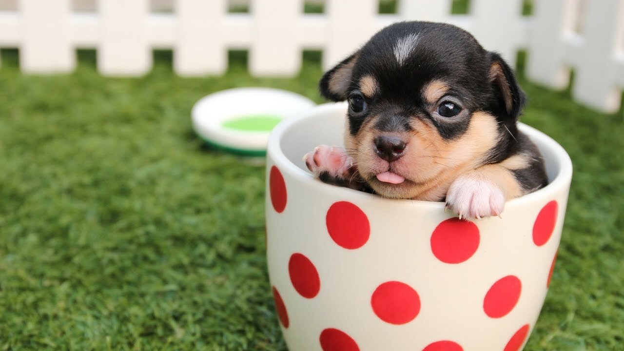 world's cutest puppy and dogs