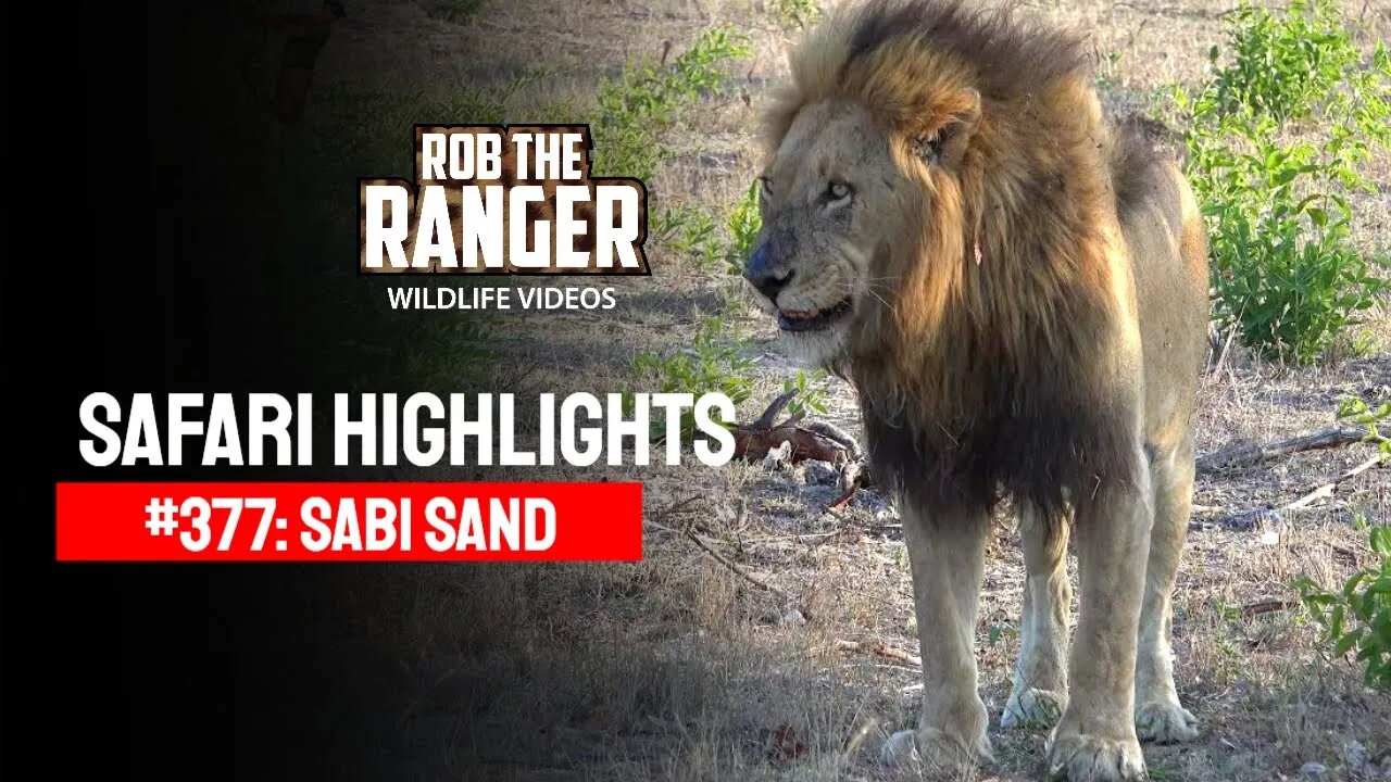 Safari Highlights #377: 03 - 06 November 2015 | Sabi Sand Nature Reserve | Latest Wildlife Sightings