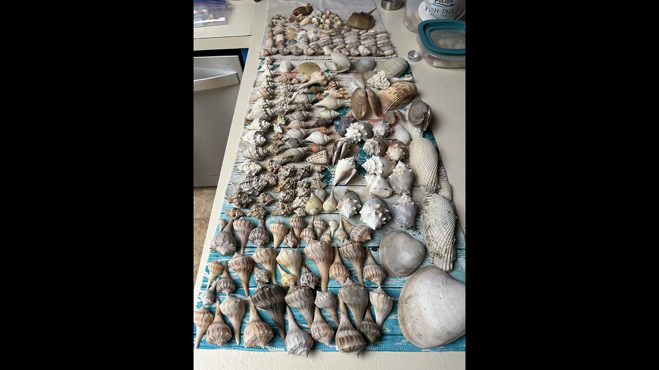 Beach Finds 1/12/2024! Found on Kice Island, FL