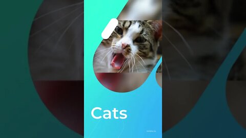 fact about cats