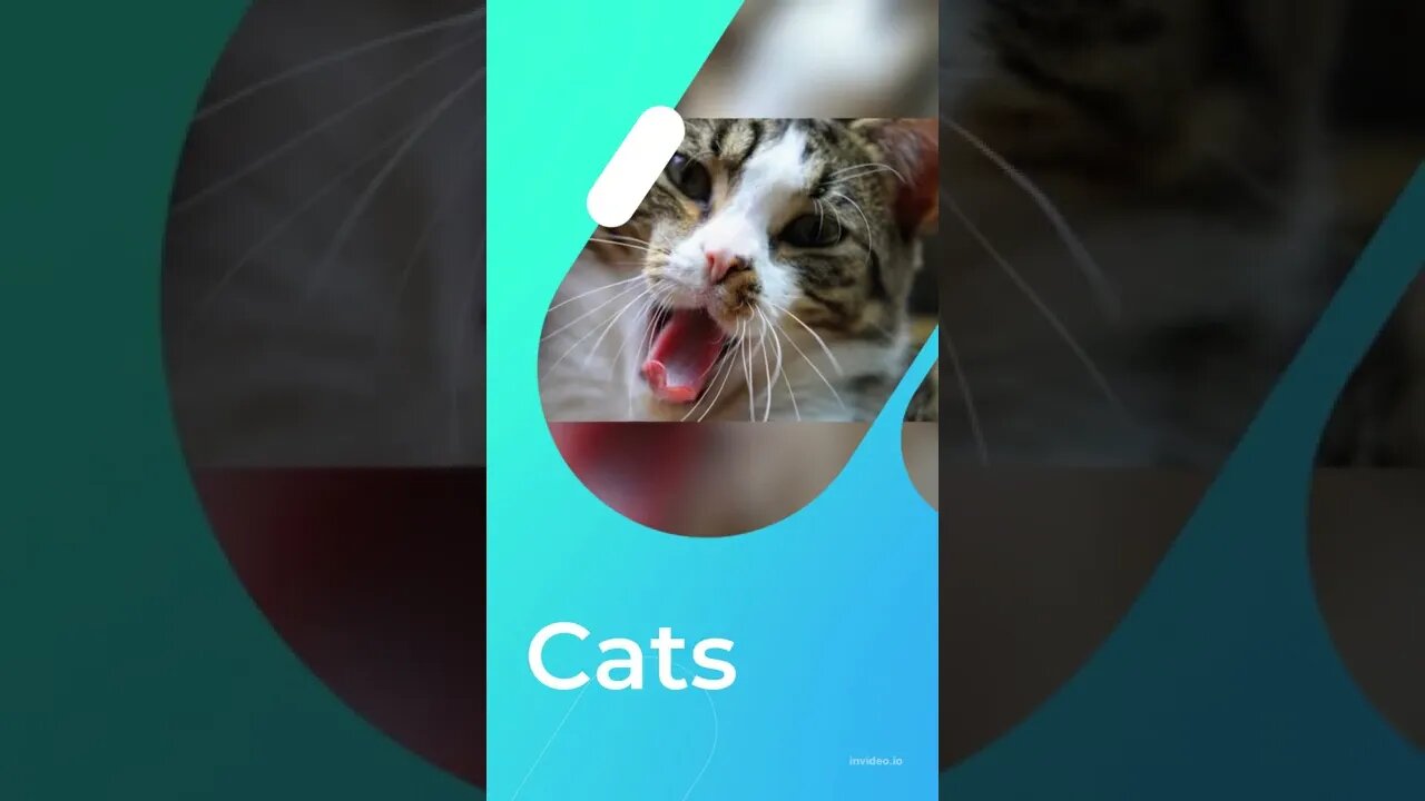 fact about cats