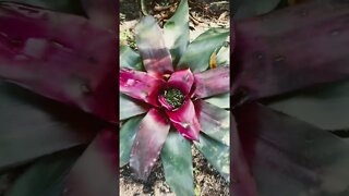 Backyard Blooms