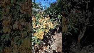 Lychee tree has new leaves 29th August 2021