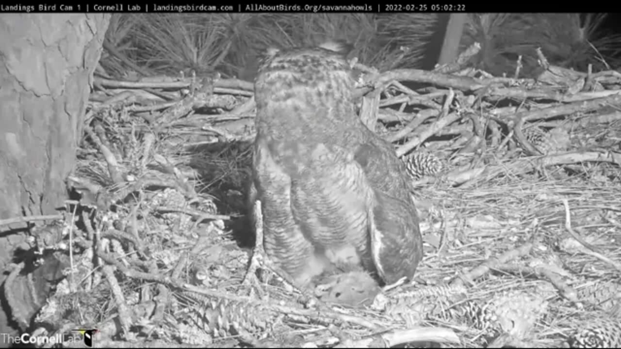 Mom's AM Break-Returns With a Rat 🦉 2/25/22 05:02