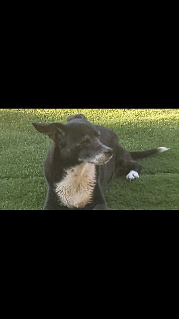 Sunday funday with my mini me Zeke and Pepper👦🐶 Splish splashin' and doggie dashin'!