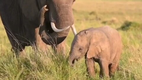 Most Funny and Cute Baby Elephant Videos Compilation