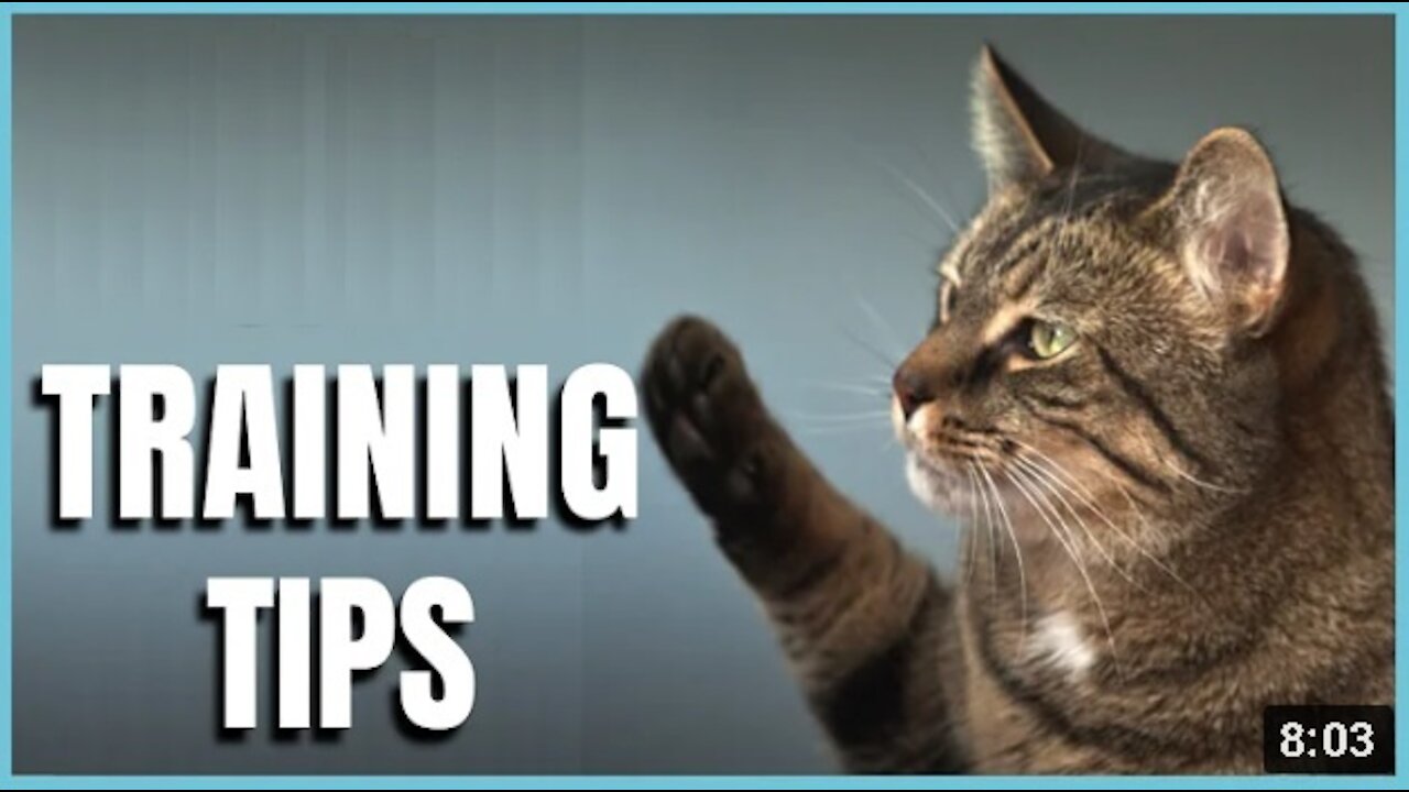 The Basic Cat Training Tips