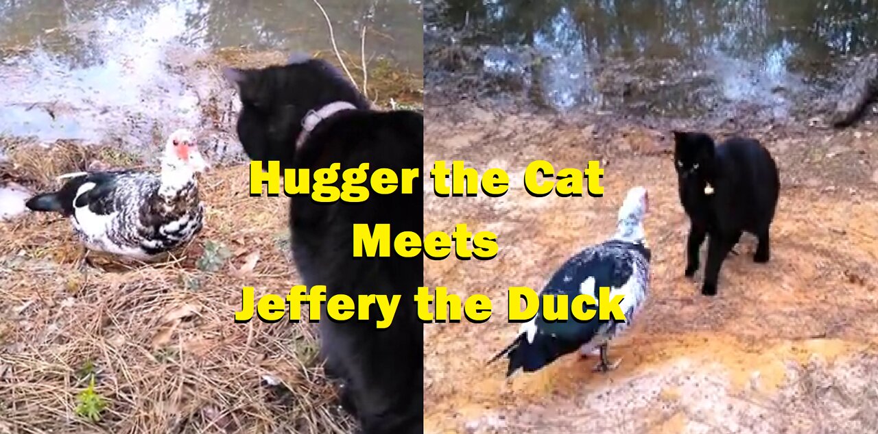 Hugger the Cat meets Jeffery the Duck.