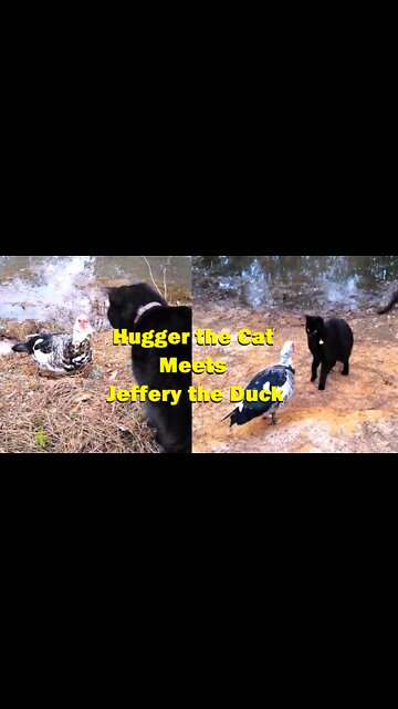 Hugger the Cat meets Jeffery the Duck.
