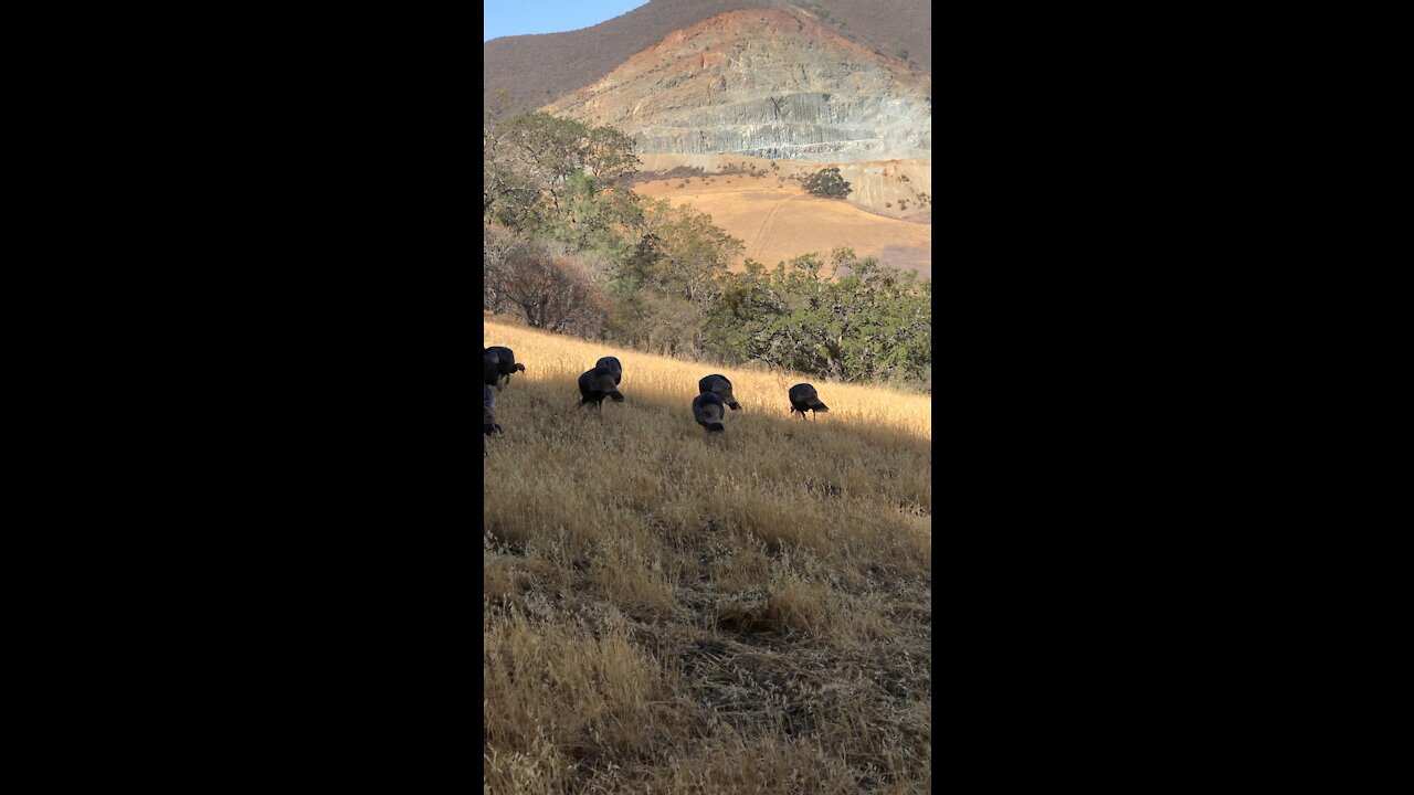 California Turkeys