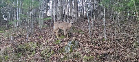 Deer In Nature