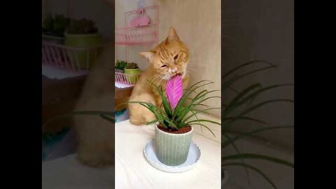 Funny animal videos. Part 2