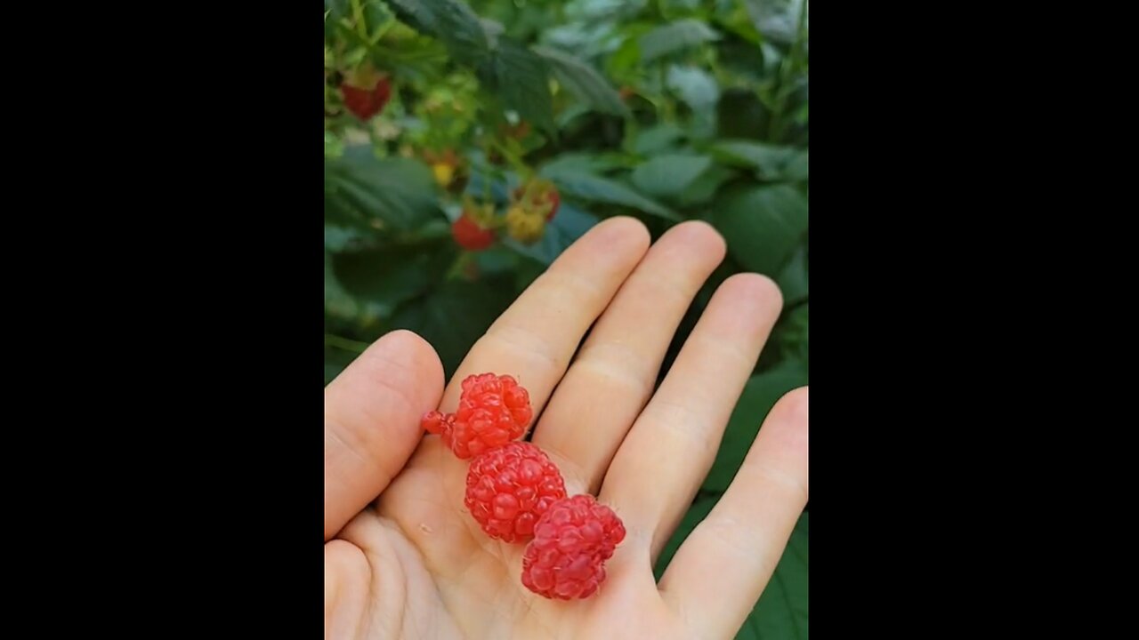 Happy Place in the Garden- Red Raspberries