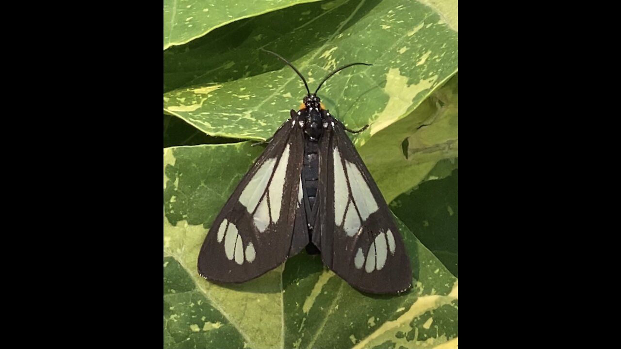 Garden visitor 🦋