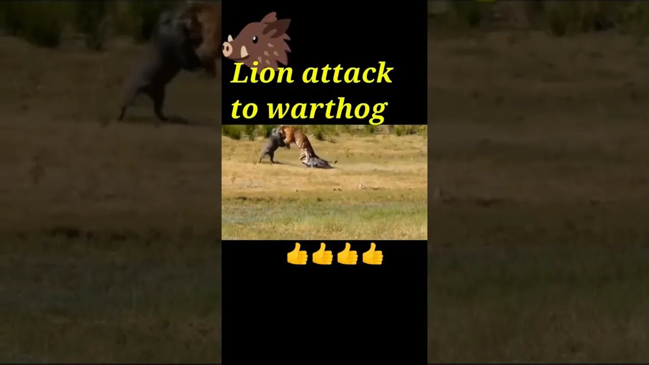 Lion attack to warthog 2022 #shorts #youtubeshorts