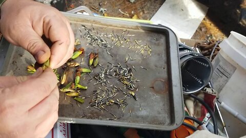 Marigold seed saving