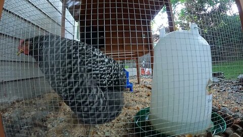 My Backyard Chickens - Episode 77