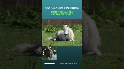 CAVALINHOS FOFINHOS (COMO TREINAR SEU CAVALO EM CASSA !)