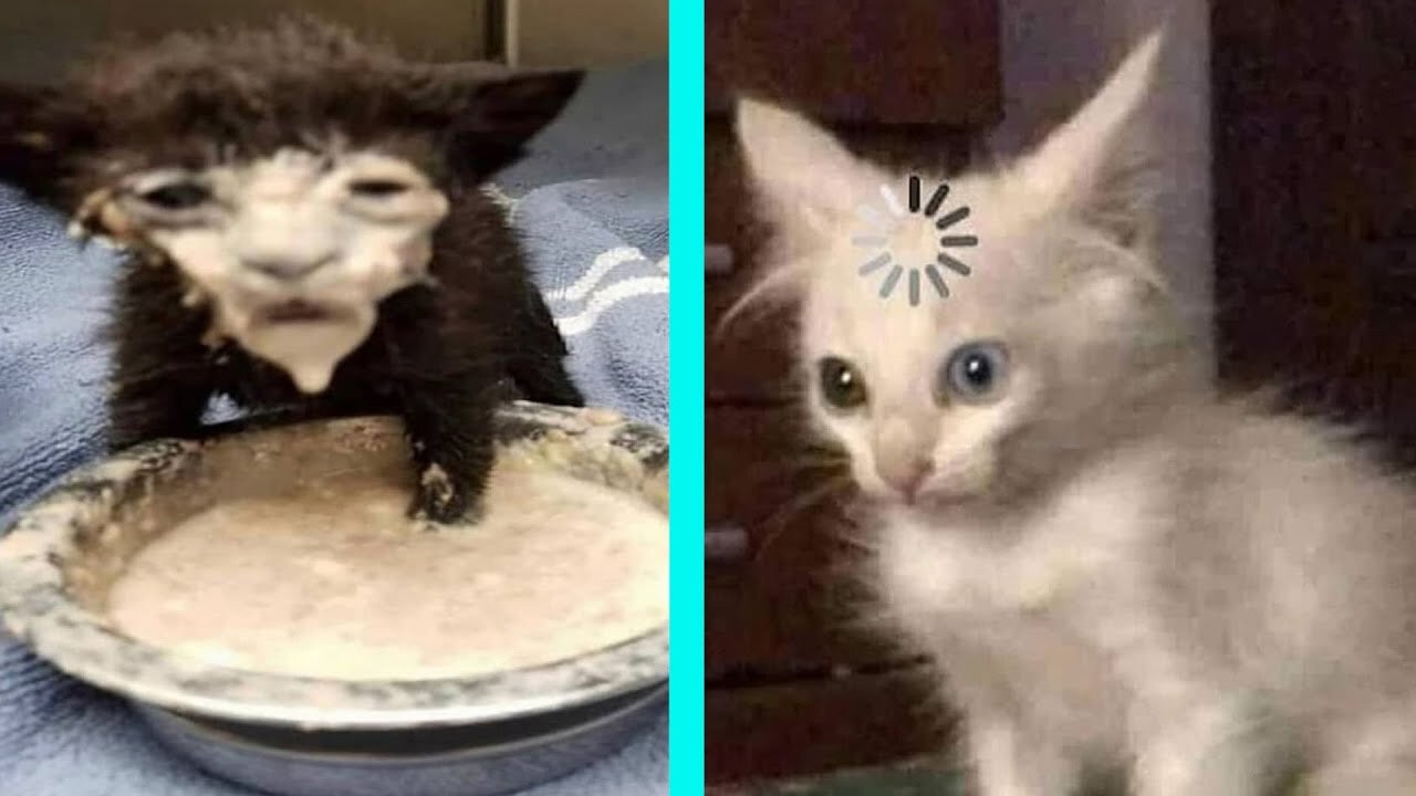 BEST DANK CAT MEMES COMPILATION OF 2020 (from TikTok)