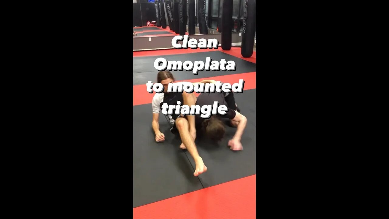 Omoplata to mounted triangle 🔥 | #shorts #bjj #martialarts