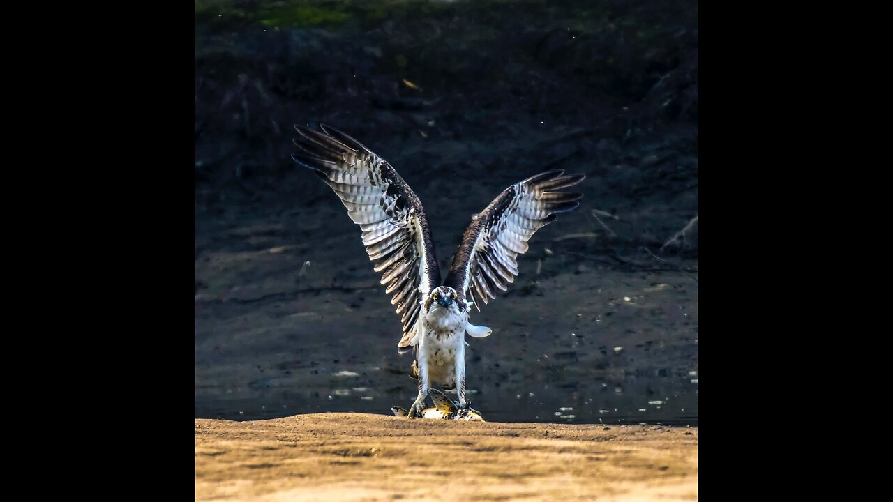 Amazing Galapagos Hawks