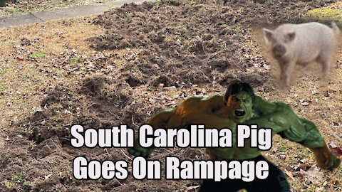 South Carolina Pig🐷 Goes on Rampage💢Reaction😏