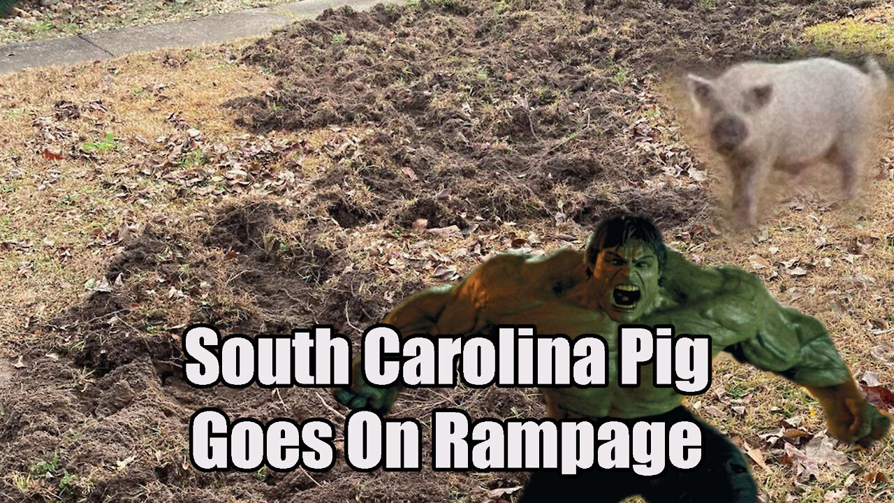 South Carolina Pig🐷 Goes on Rampage💢Reaction😏