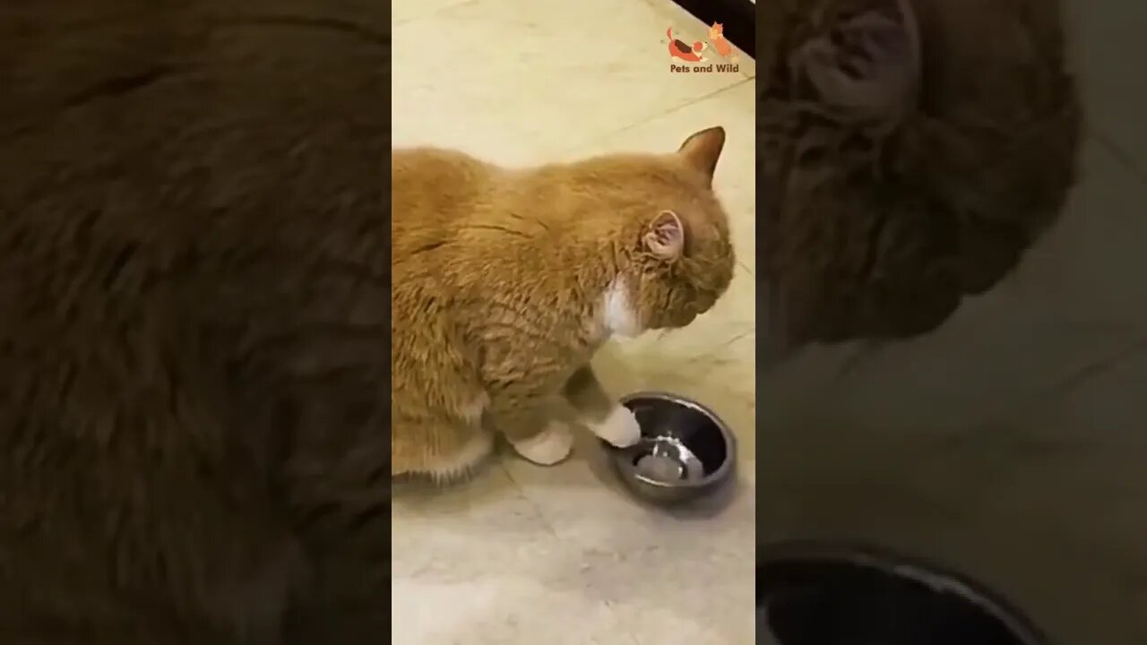 cute cat waiting for food #cutestpets #Petsandwild #cats2022 #babycat