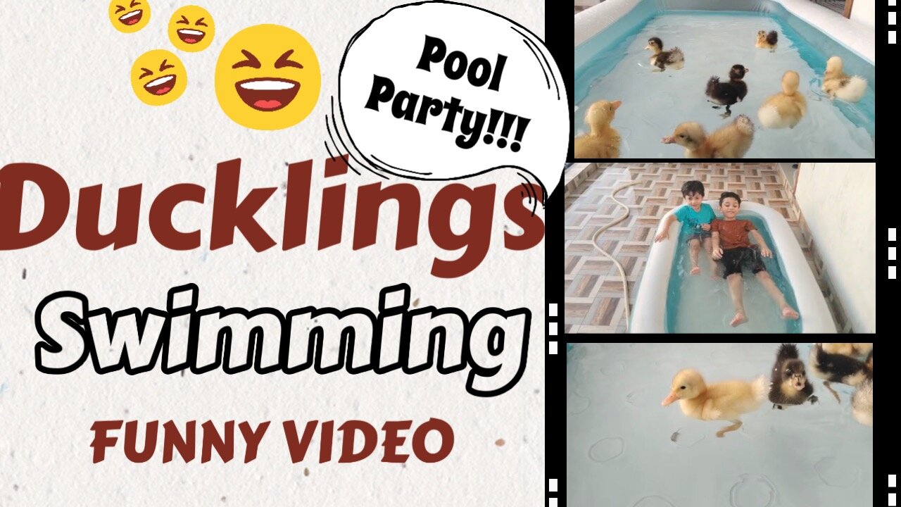 Ducklings Swimming With Kids Funny Video