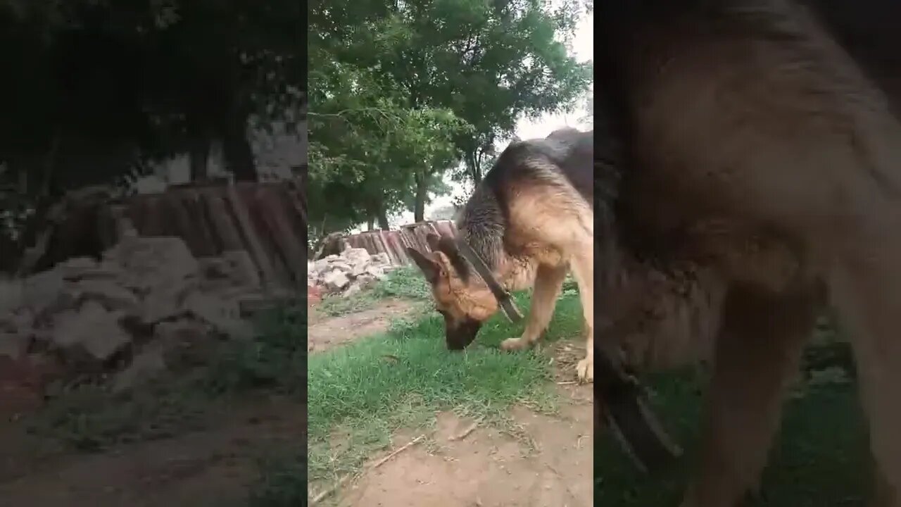 hoo.. haa... Como..#rudrakrishna #ytshorts #dog #yo