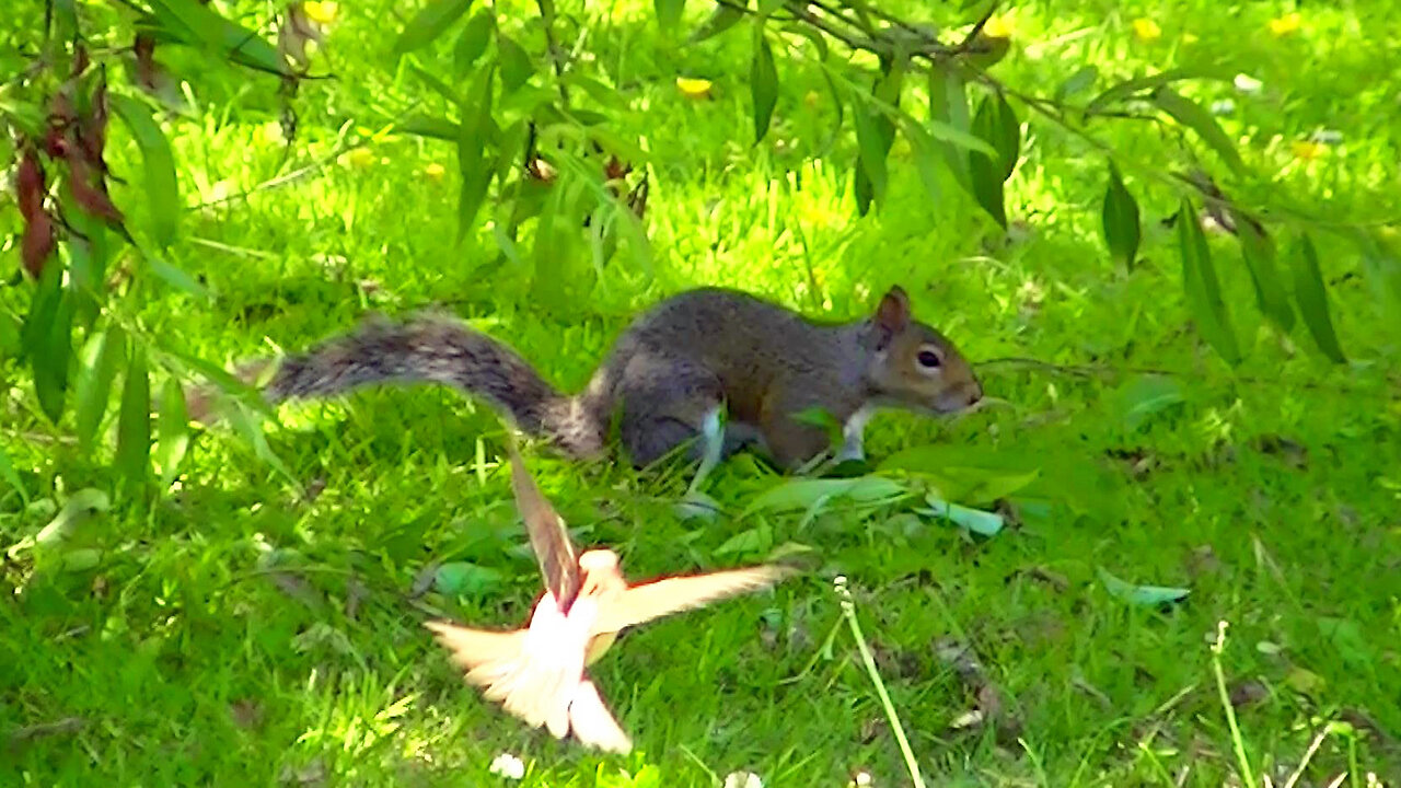 IECV NV #635 - 👀 Grey Squirrel Playing On And Under The Weeping Willow Tree 🐿️6-18-2018