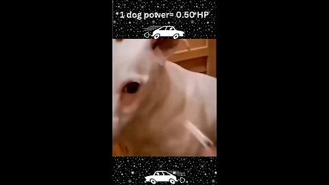 Funny animal videos I found on tiktok 4 #funny #shorts