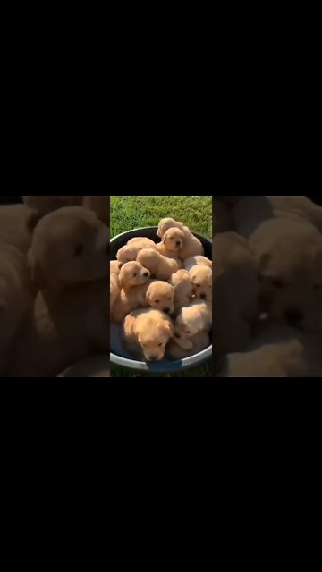 QUANDO ELA TEM VÁRIOS FILHOS MAS VOCÊ AMA MESMO ASSIM😅🥰